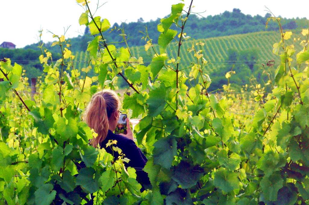 PROMO: TZ Meridiana Slavonica poziva Vas na čaroban zalazak sunca u vinogradu u Brodskom Stupniku
